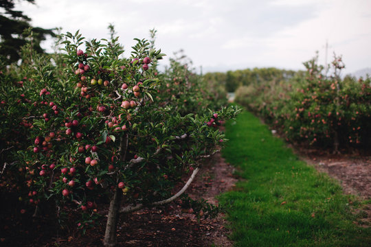 Thriving apple orchard with green grass and row of apples