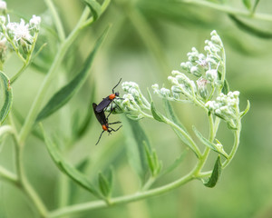 Lovebugs and wildflowers!