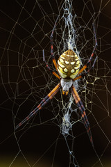 Spider on the web with a dark background!