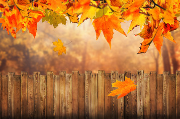 Naklejka na ściany i meble autumn background at backyard