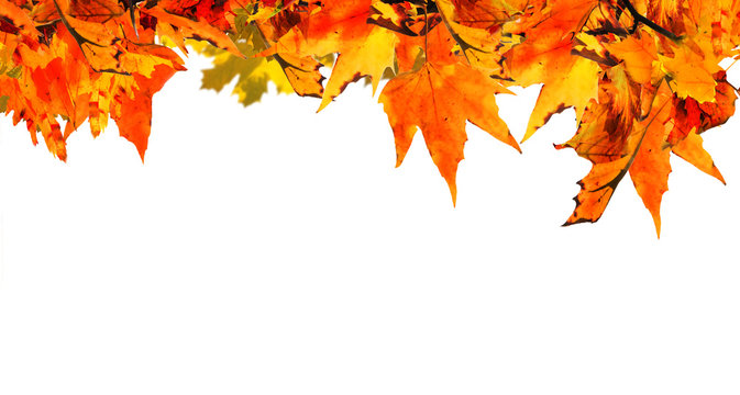 autumn background with orange maple leaves