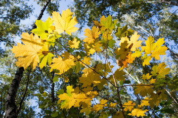 Yellow autumn maple leaves in contra sunlight