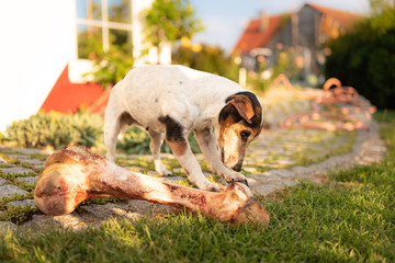 little cute dog eats a huge bone with meat and chew - Jack Russell Terrier 11 years old