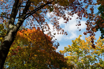 Red, yellow and green autumn leaves on blue sky and clouds background