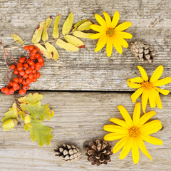 Bright round composition of yellow flowers, Rowan, cones and acorns on rustic wooden background in autumn. closup. Flatley . Square