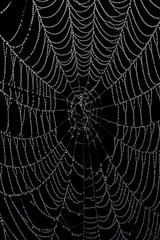 Wet, empty spider web isolated on black background