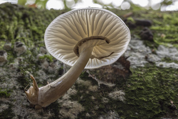 Buchenschleimrübling Pilz auf einer Buche