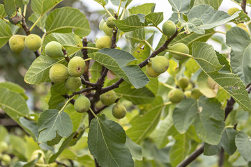 Feigenbaum voller  Reife früchte