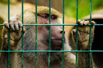 Baboon behind bars