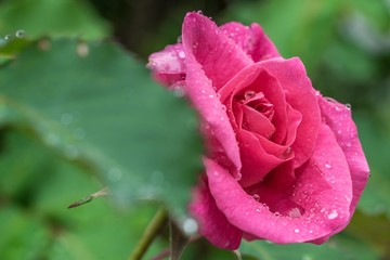 Rosenblüte mit Regentropfen nach einem Sommerregen