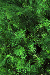 Garden juniper branches pattern on hot july sun