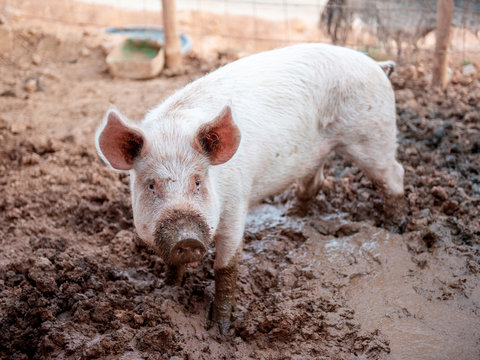 Young pink pig in a dirty pigsty alone