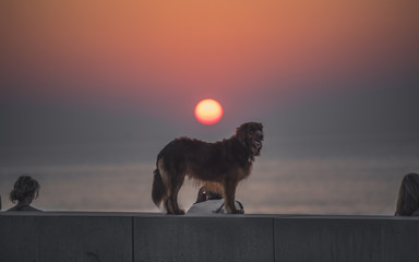 Sunset with people and dogs