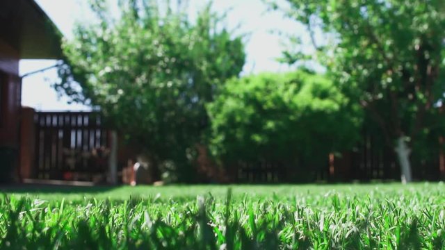 Bobtail runs around the yard