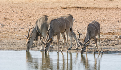 Fototapeta na wymiar Eland Antelope