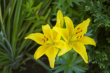 two big beautiful yellow garden faded lilys