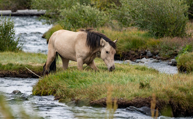 Wild nature of Altai mountains