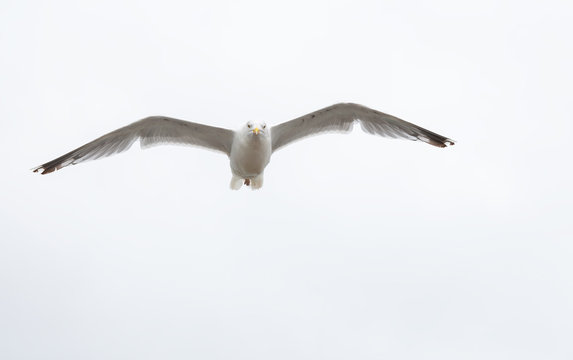 Single seagull in flight on grey sky