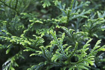 Garden juniper branches pattern on hot july sun