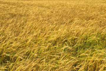 Ears of ripe rye on the field.