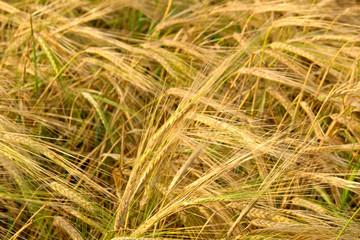 Ears of ripe rye on the field.