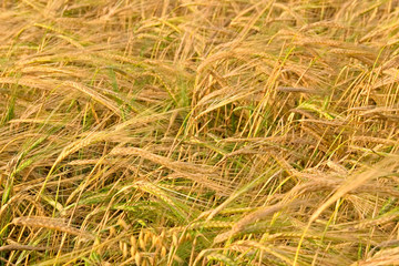 Ears of ripe rye on the field.