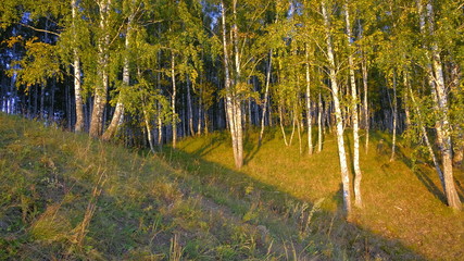forest in autumn