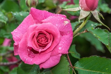Rosenblüte mit Regentropfen nach einem Sommerregen