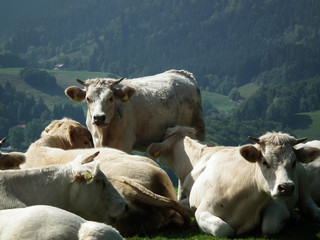 charolais in bayern