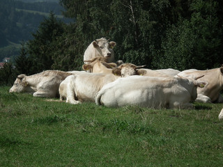 charolais in bayern
