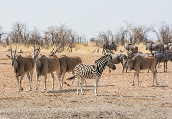 Fototapeta na wymiar Eland Antelope