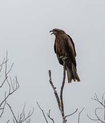 Wild nature of Altai mountains