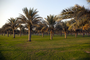 Obraz premium Palm Garden in the UAE.