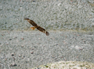 Wild nature of Altai mountains