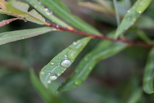 Regentropfen auf grünen Blättern nach einem Sommerregen
