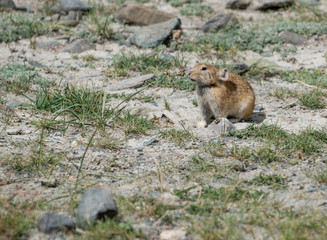 Wild nature of Altai mountains