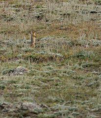 Wild nature of Altai mountains