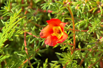 Multicolored flowers of portolac.