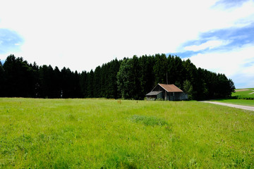 Fresh meadow landscape.