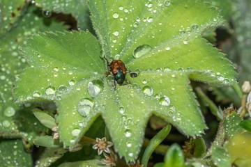 Schimmernder Käfer mit Wassertropfen auf dem Rücken