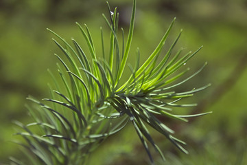 Small growing spruce branch on green background