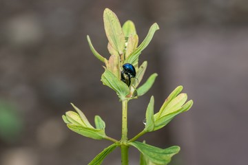Schimmernder Käfer mit Wassertropfen auf dem Rücken