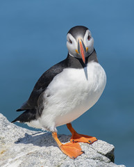 Atlantic Puffin, Machias Seal Isand