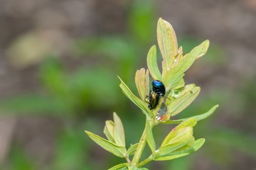 Schimmernder Käfer mit Wassertropfen auf dem Rücken