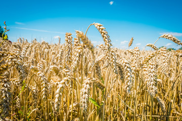 Wheat field. Ears of golden wheat close up.