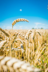 Wheat field. Ears of golden wheat close up.