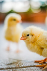 Close up adorable yellow little chicken on the farm.