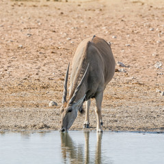 Eland Bull