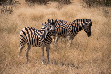 Fototapeta na wymiar Zebra in Etosha National Park, Namibia