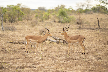 Impalas standing opposite at Kruger Nationalpark, South Africa